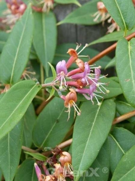 Immergrünes Geißblatt / Lonicera henryi