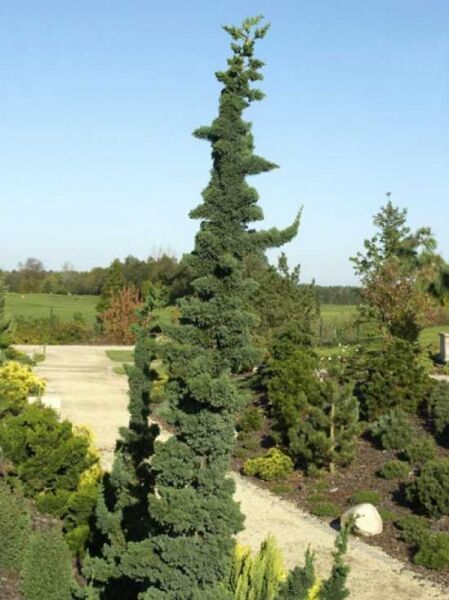 Scheinzypresse Chamaecyparis lawsoniana 'Wissel's Saguaro', schlanker, säulenförmiger Nadelbaum mit spiraligem Wuchs im Garten.