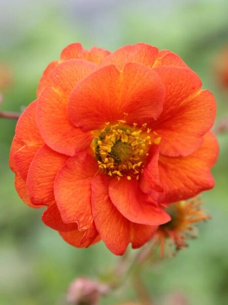 Geum chiloense Fire Opal  /