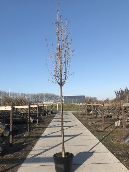 Prunus serrulata 'Sunset Boulevard' / Zierkirsche 'Sunset Boulevard' Hochstamm 14-16 StU im Container, unbelaubt, aufrechter Wuchs