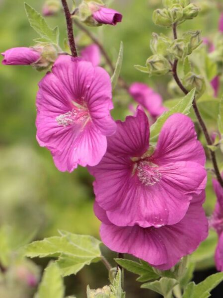 Busch Malve 'Red Rum' / Lavatera clementii 'Red Rum'