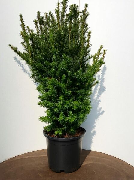 Männliche Becher-Eibe 'Hillii' (Taxus media 'Hillii') 100-125 cm im C20-Topf, aufrecht wachsender, dichter Nadelstrauch