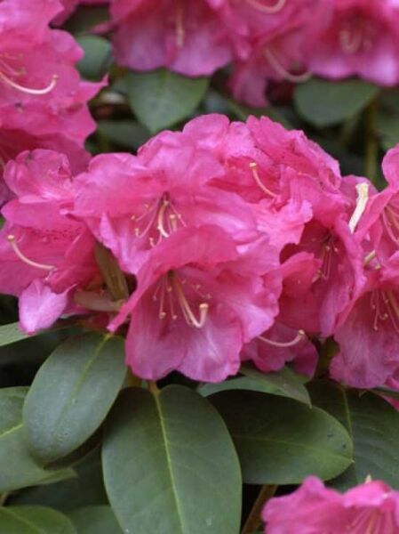 Rhododendron Hybride 'Wilgen's Surprise' rose / Rhododendron 'Wilgen's Surprise' rose