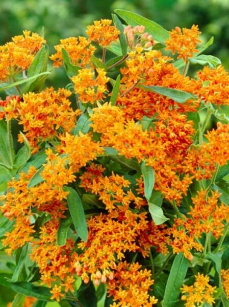 Knollige Seidenpflanze / Asclepias tuberosa