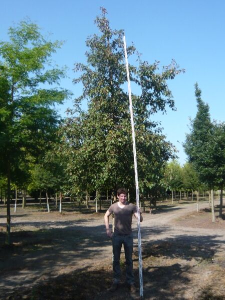 Malus 'Red Sentinel' / Zierapfel 'Red Sentinel' Hochstamm 25-30 StU mit Drahtballen, Baum in Baumschule mit Maßstab daneben.