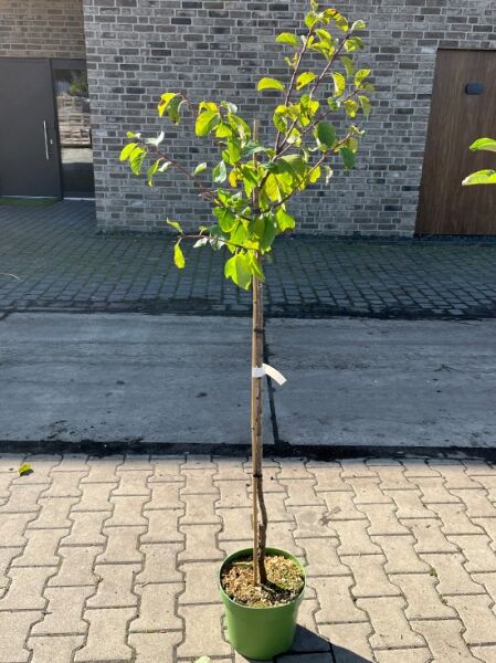 Prunus domestica 'The Czar' / Pflaume 'The Czar', Halbstamm C7 im Topf, schlanker Stamm mit grünen Blättern