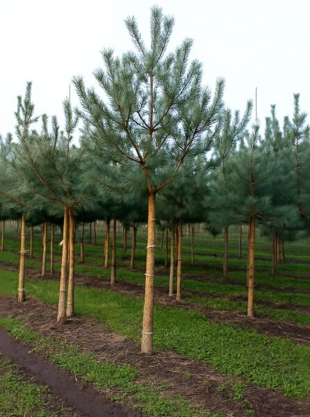 Pinus sylvestris (Gewöhnliche Kiefer) Hochstamm 18-20 StU mit Drahtballen, aufrechter Stamm mit Nadelkrone.