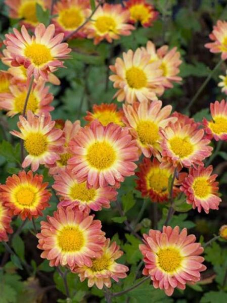 Chrysantheme 'Dernier Soleil' / Winter-Aster 'Dernier Soleil' / Chrysanthemum hortorum 'Dernier Soleil'