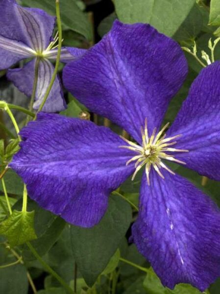 Waldrebe 'Jackmanii Superba' / Clematis 'Jackmanii Superba'