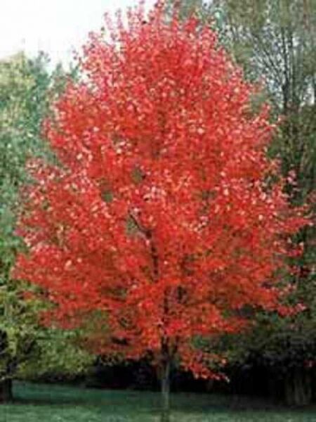 Rot-Ahorn 'Autumn Blaze' / Acer freemanii 'Autumn Blaze'