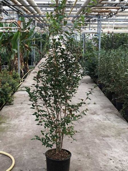 Stewartia pseudocamellia, Japanische Scheinkamelie, Sommerkamelie 175-200 cm C20, mehrstämmige Pflanze im Topf