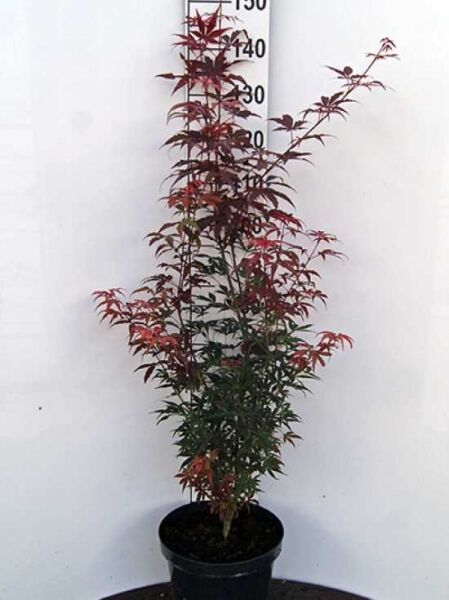 Fächer-Ahorn 'Skeeter's Broom' / Acer palmatum 'Skeeter's Broom'