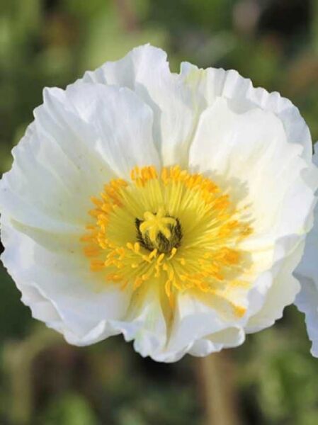 Islandmohn 'Champagne Bubbles F1 Weiß' / Papaver nudicaule 'Champagne Bubbles F1 Weiß'