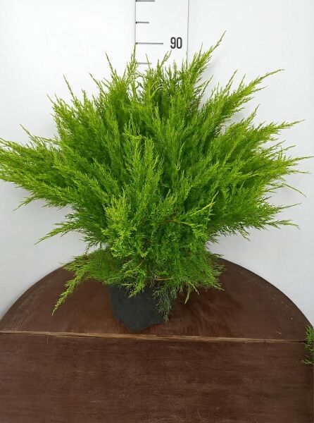 Juniperus pfitzeriana 'Mint Julep' / Grüner Pfitzer-Strauch-Wacholder 'Mint Julep' im Topf, 50–60 cm breit, C20