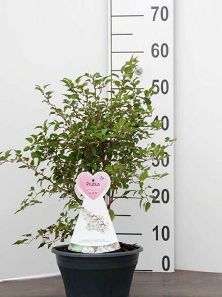 Prunus incisa 'Kojou-no-mai' (Frühkirsche) im Topf, ca. 30–40 cm hoch, verzweigter Strauch mit grünen Blättern, C3.