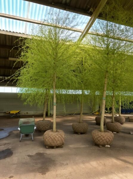 Salix sepulcralis 'Chrysocoma' – Hänge-Weide/Trauer-Weide 'Chrysocoma' Hochstamm mit hängender Krone, Ballenware.