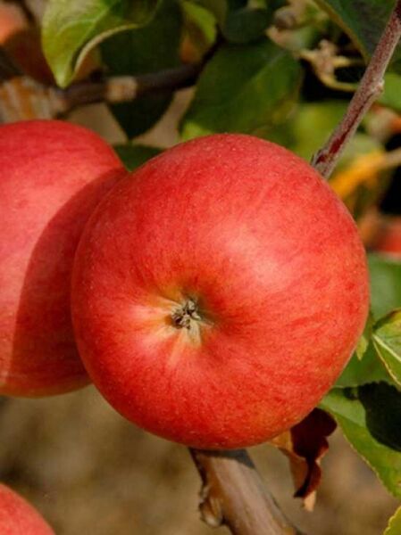 Berlepsch / Apfel 'Goldrenette Freiherr von Berlepsch' / Malus domestica 'Roter Berlepsch'