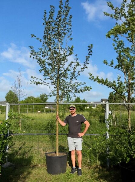 Acer campestre (Feld-Ahorn) Maßholder Hochstamm 16-18 StU im Container, schlanker Stamm mit verzweigter Krone und Laub.