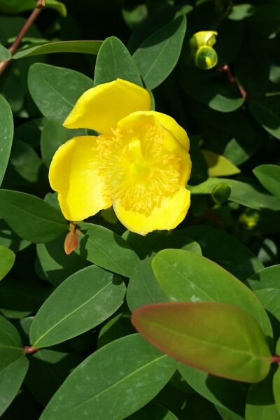 Johanniskraut 'Peter Dummer' / Johanniskraut 'Peter Dummer'