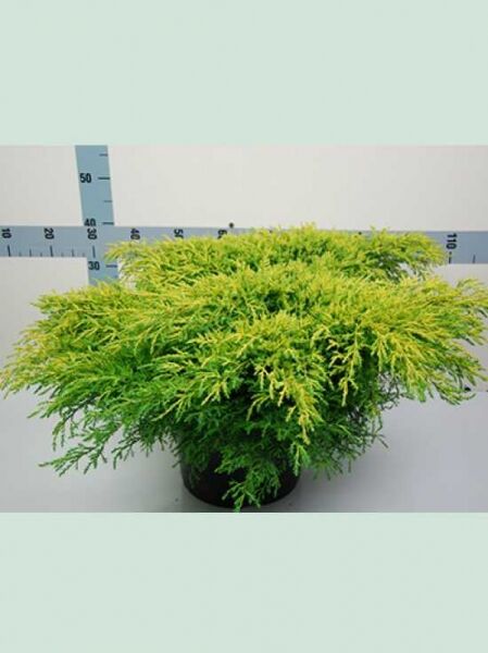 Juniperus pfitzeriana 'Gold Star' / Pfitzer-Wacholder 'Gold Star', goldgrünes Nadelgehölz, 60–70 cm breit, im C25-Topf