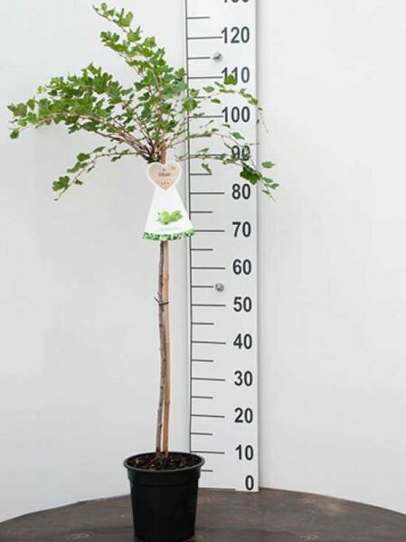 Ribes uva-crispa 'Hinnonmäki grün' / Stachelbeere 'Hinnonmäki grün' als 60 cm Stamm im Topf (C3)