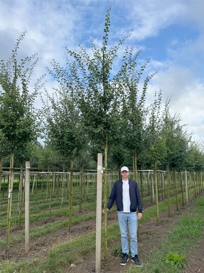 Echter Rotdorn (Crataegus laevigata) 'Paul's Scarlet' Hochstamm 14-16 StU mit Drahtballierung, Baum in der Baumschule