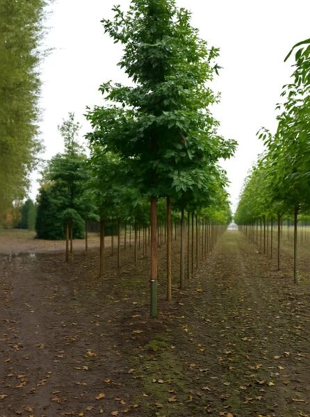 Liquidambar styraciflua 'Worplesdon' – Amberbaum 'Worplesdon' Hochstamm mit geradem Stamm und grüner Laubkrone