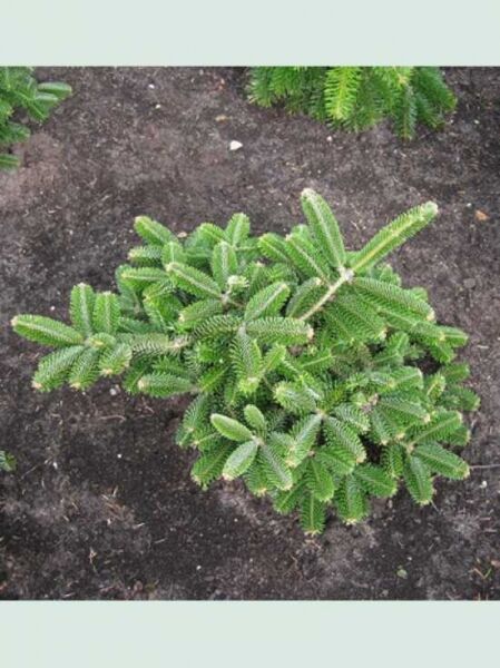 Abies numidica 'Glauca' (Blaugraue Algiertanne) 40-50 cm m. B., kompakte Jungpflanze mit blaugrünen Nadeln und Trieben