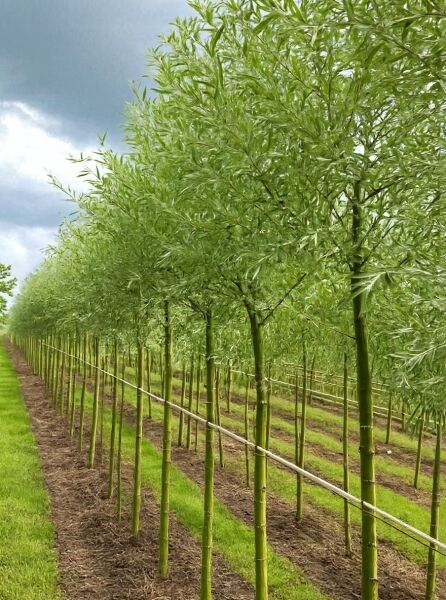 Salix alba 'Sericea' (Seiden-Silber-Weide), Hochstamm 14-16 StU, Reihe junger Bäume mit silbrig-grünem Laub