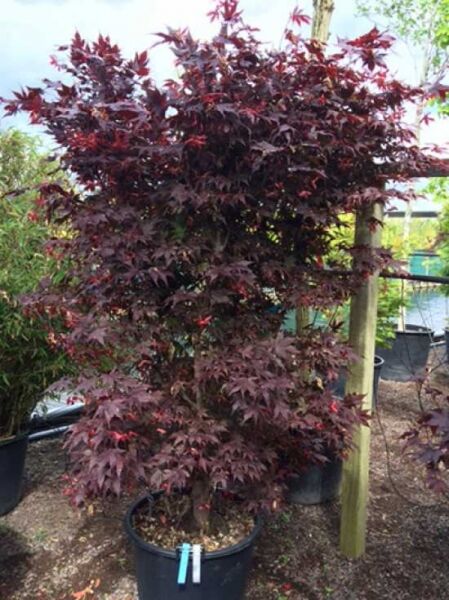 Roter Fächer-Ahorn (Acer palmatum 'Fireglow') 200–250 cm im Container C130, rotes, tief gelapptes Laub, mehrstämmig.