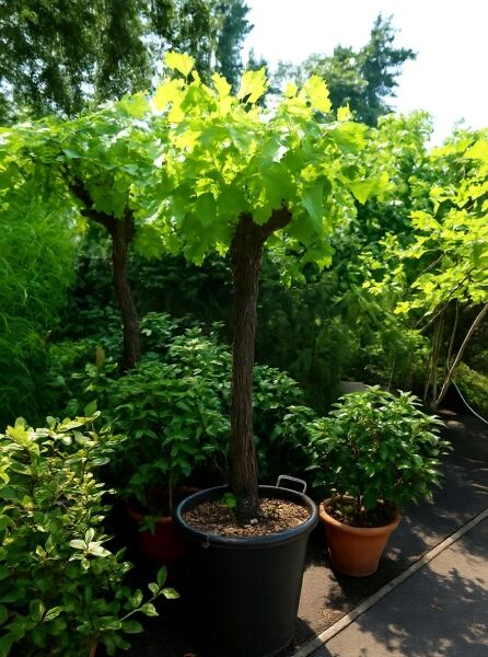 Vitis vinifera (Weinrebe) als Hochstamm im Topf, ca. 150 cm Stamm, 20–25 StU, C70, mit grünem Laubkranz