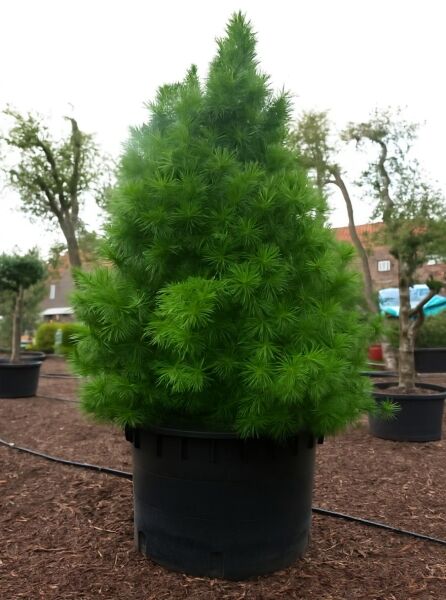 Sciadopitys verticillata / Schirm-Tanne 350-400 cm C1000, immergrüner Nadelbaum im Container mit dichtem, kegelförmigem Wuchs.