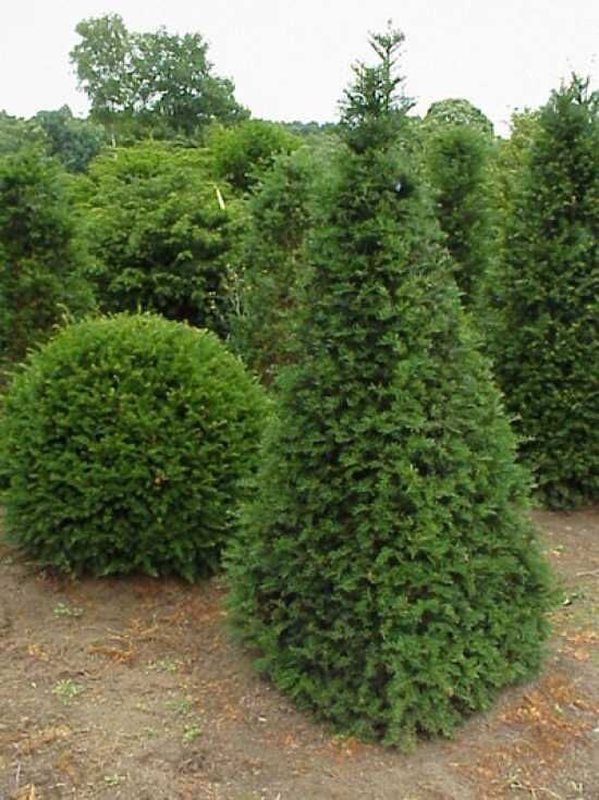Heimische Eibe 'Pyramide' - Taxus baccata 'Pyramide' - Baumschule NewGarden
