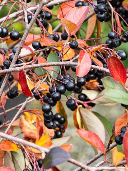 Apfelbeere &#039;Autumn Magic&#039; / Aronia melanocarpa &#039;Autumn Magic&#039;