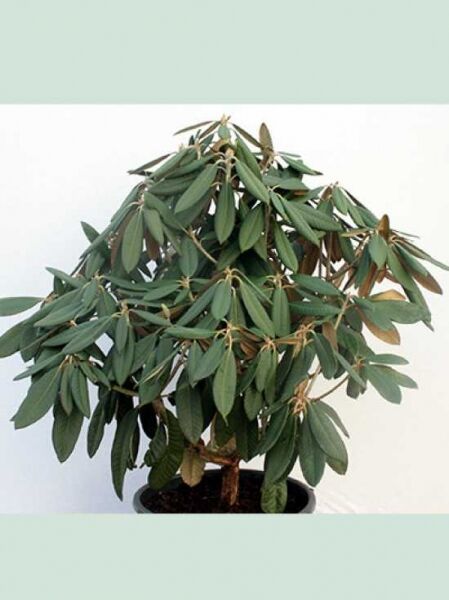 Rhododendron rex x smirnowii 'Silberpfeil' / Rhododendron 'Silberpfeil' Solitär im Topf, 70–80 cm breit, m. B.