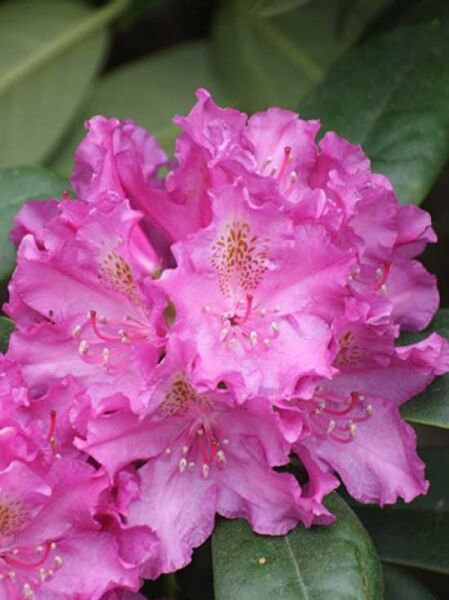 Rhododendron 'Ballfee' / Rhododendron Hybride 'Ballfee'