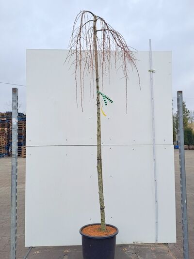 Europäische Hängelärche 'Pendula' (Larix decidua 'Pendula') 180 cm Stamm im Container C20, hängender Wuchs, kahler Baumstamm