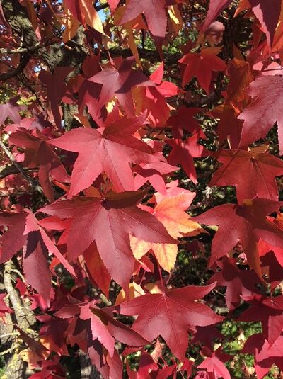 Amerikanischer Amberbaum / Guldenbaum / Liquidambar styraciflua kaufen