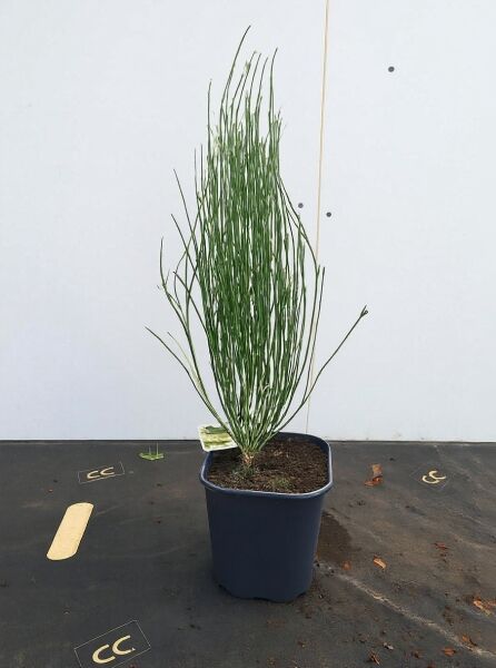 Elfenbein-Ginster 'Hollandia' (Cytisus 'Hollandia') 40-50 cm C3, im Topf, aufrechter Strauch mit grünen Trieben
