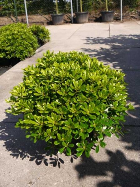 Chinesischer Klebsame 'Nanum' / Zwerg-Klebsame / Chinesischer Klebsame 'Nanum' / Zwerg-Klebsame