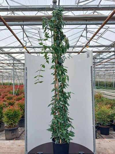 Immergrnes Geiblatt 'Copper Beauty'  - Lonicera henryi 'Copper Beauty'  PBR