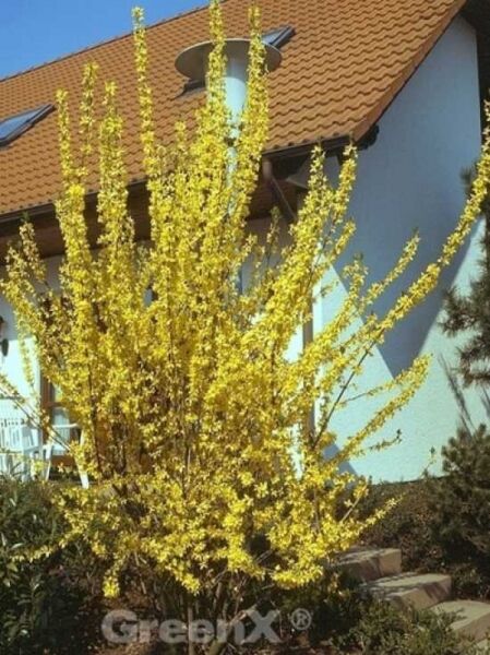 Forsythie 'Week-End' / Goldglöckchen 'Week-End ®' / Forsythia intermedia 'Week-End ®'