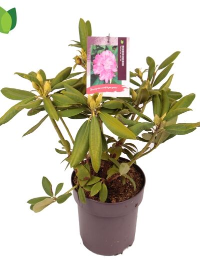 Rhododendron 'Catharine van Tol' / Rhododendron Hybride 'Catharine van Tol'