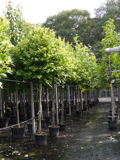 Platanus acerifolia 'Alphen's Globe' / Kugel-Platane 'Alphen's Globe' Hochstamm ca. 225 cm im Container, Stamm 16–18 StU