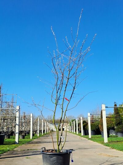 Kupfer-Felsenbirne 200 - 250 cm Schirmform / Amelanchier lamarckii (876184)