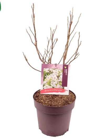 Stern-Magnolie / Magnolia stellata