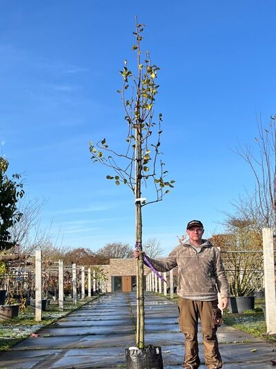 Pyrus communis 'Beurré Hardy' / Birne 'Beurré Hardy' Hochstamm 16-18 StU im Container, schlanker Stamm mit Krone und Laubblättern.