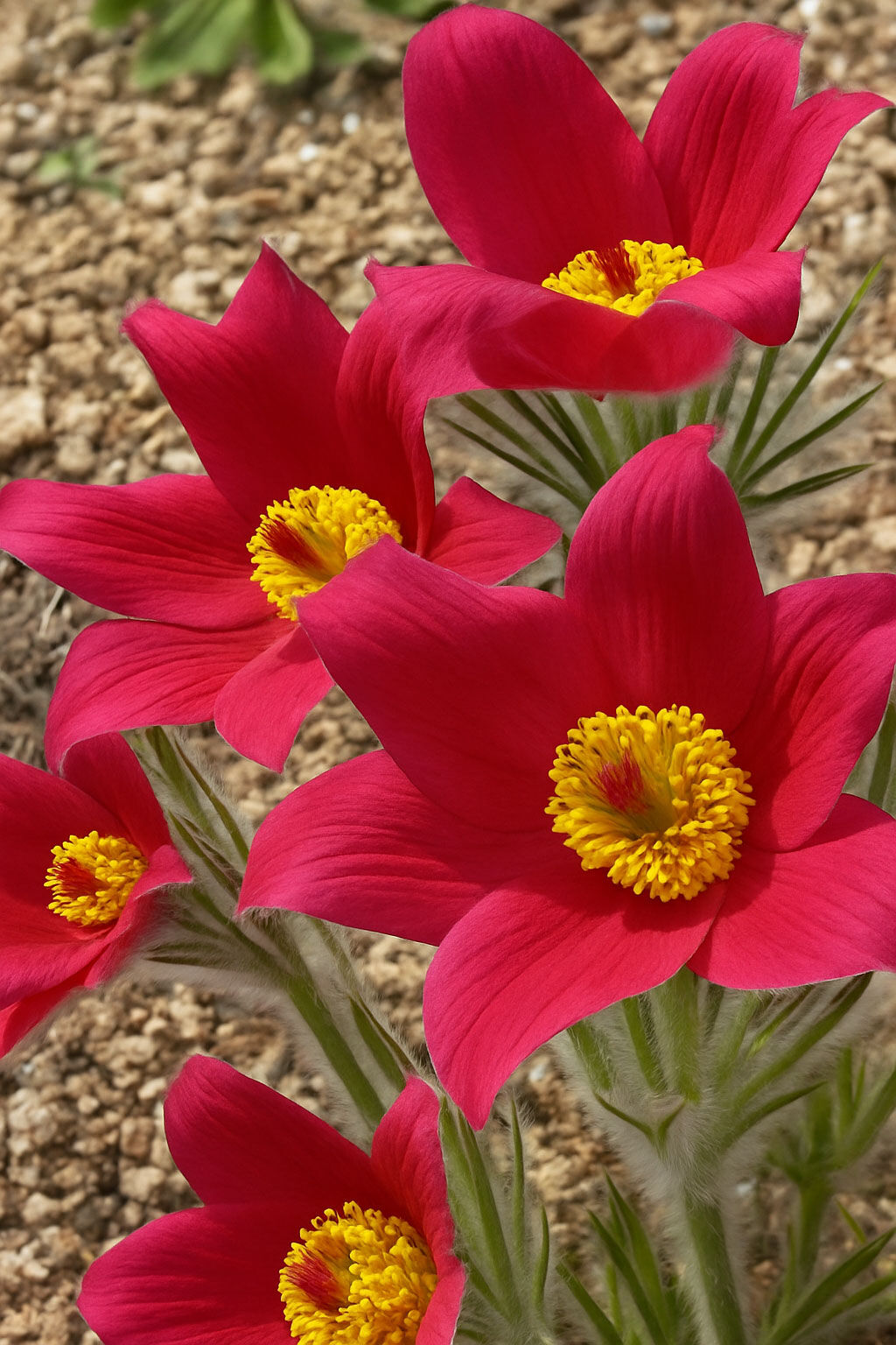 Kuhschelle 'Rubra' / Pulsatilla vulgaris 'Rubra' kaufen