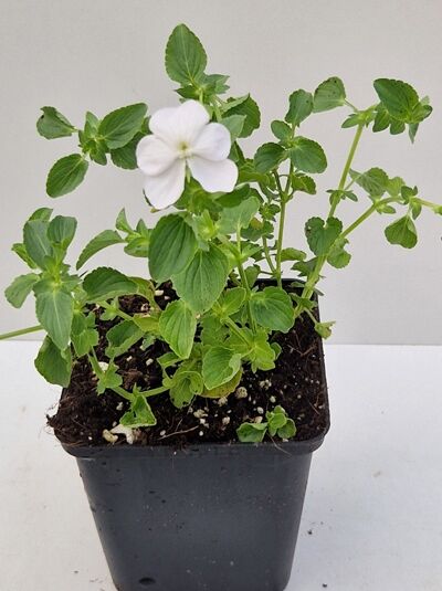 Viola cornuta 'Wisley White' / Garten-Horn-Veilchen 'Wisley White' P9, grüne Blätter, weiße Blüte im Topf
