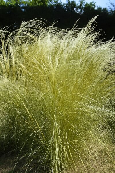 Flausch-Federgras / Flausch-Federgras